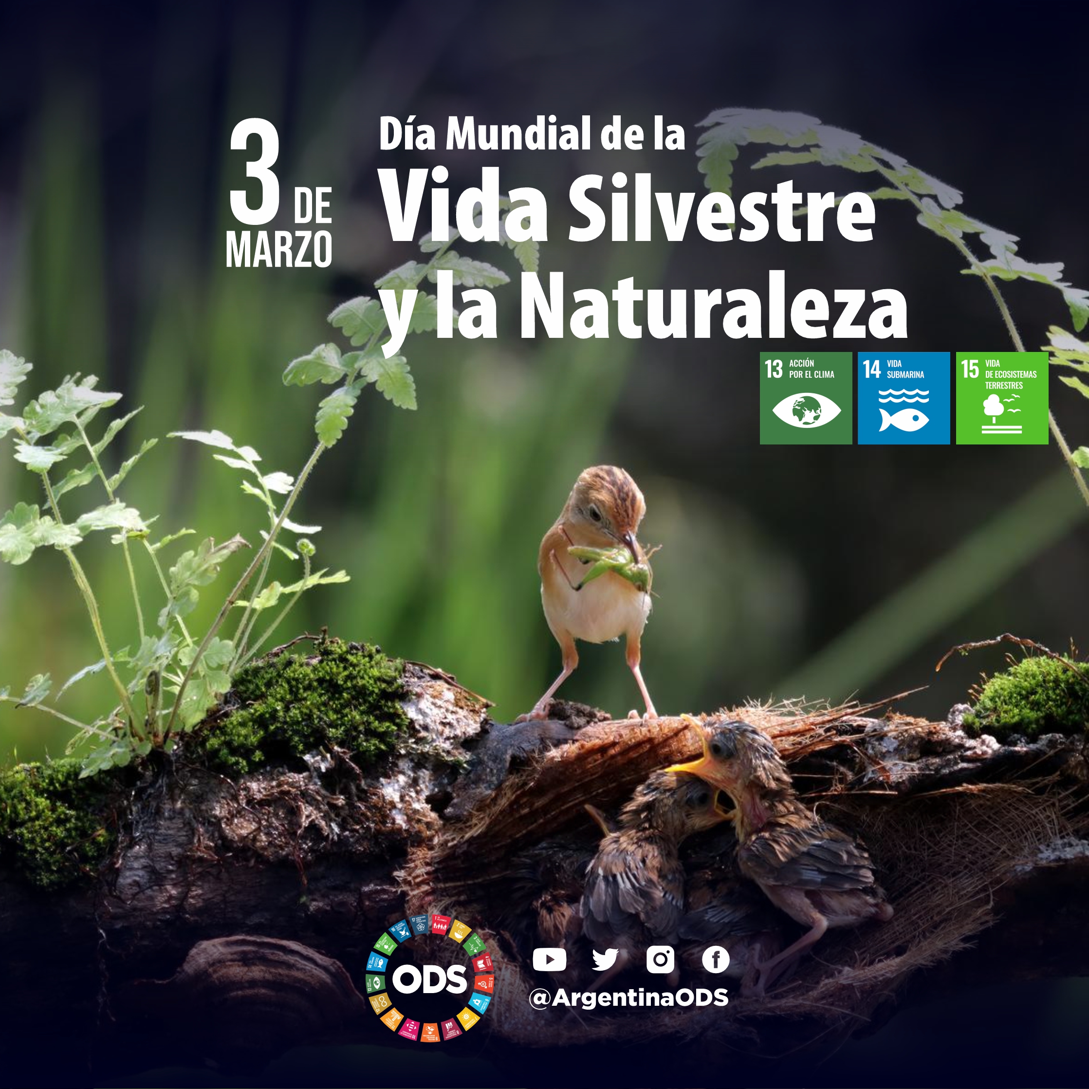 DÍA MUNDIAL DE LA VIDA SILVESTRE